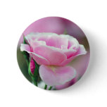 Tickled pink rose and meaning buttons