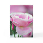 Tickled pink rose and meaning cards