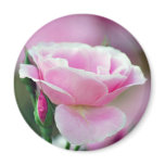 Tickled pink rose and meaning magnets