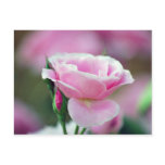 Tickled pink rose and meaning postcards