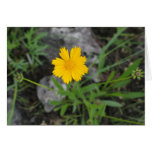 Tickseed Coreopsis Greeting Cards