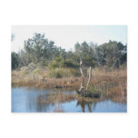 Tidal Wetland Buxton NC OBX Postcard