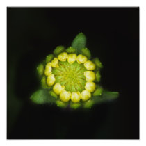 Tidy-tips bud after rain