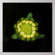Tidy-tips bud after rain