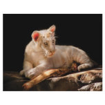 Tiger -  A baby snow tiger flyers