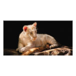 Tiger -  A baby snow tiger photo cards