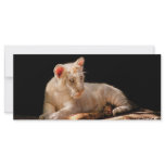 Tiger -  A baby snow tiger rack cards