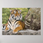 Tiger and the Buddha Poster