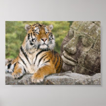 Tiger and the Buddha Poster