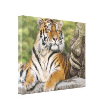 Tiger and the Buddha Stretched Canvas Print