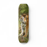 Tiger_Aroara004