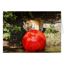 Tiger_Aroara030 Greeting Card