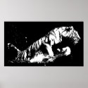 Tiger Attacking Poster Print - Tiger Black & White