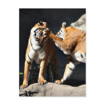 Tiger Bash Postcards