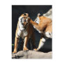 Tiger Bash Postcards