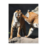 Tiger Bash postcards