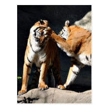 Tiger Bash Postcards