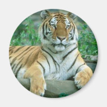 Tiger Beauty Fridge Magnets
