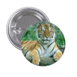 Tiger Beauty Pinback Buttons