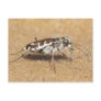 Tiger Beetle Postcard.