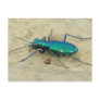 Tiger Beetle Postcard