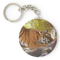 Tiger Bengali 001