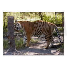 Tiger Bengali 008 Card