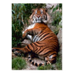 Tiger Big Cat prints  Post Cards