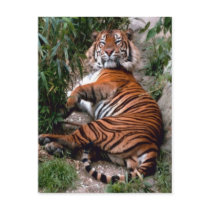Tiger Big Cat prints  Post Cards