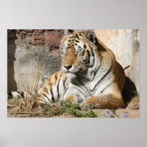tiger big wild cat art print on canvas