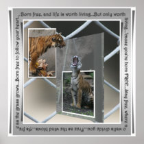 TIGER - BORN FREE POSTER