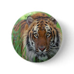 Tiger buttons