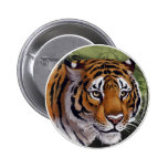 Tiger button
