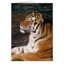 Tiger Card 2