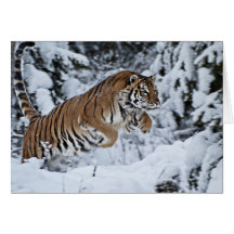 Tiger Cards