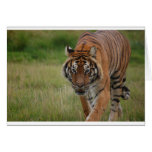 Tiger Cards