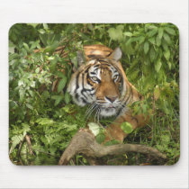 Tiger-China-Doll-b-11