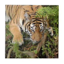 Tiger-China-Doll-b-26 Ceramic Tile