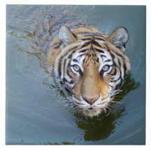 Tiger-China-Doll-b-2 Tiles