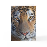 Tiger Close Up Card