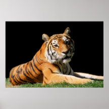Tiger Closeup Print