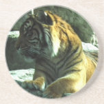 Tiger Coaster