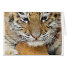 Tiger Cub Greeting Card