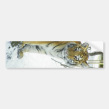 Tiger Cub In Snow Peeking Around Tree Bumper Sticker