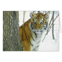Tiger Cub In Snow Peeking Around Tree Cards