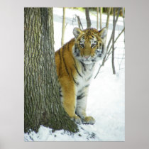 Tiger Cub In Snow Peeking Around Tree Posters