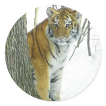 Tiger Cub In Snow Peeking Around Tree Round Stickers