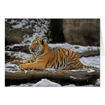 Tiger Cub Profile Holiday Card