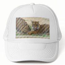Tiger Cubs Baseball Hat