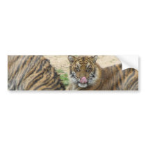 Tiger Cubs Bumper Sticker